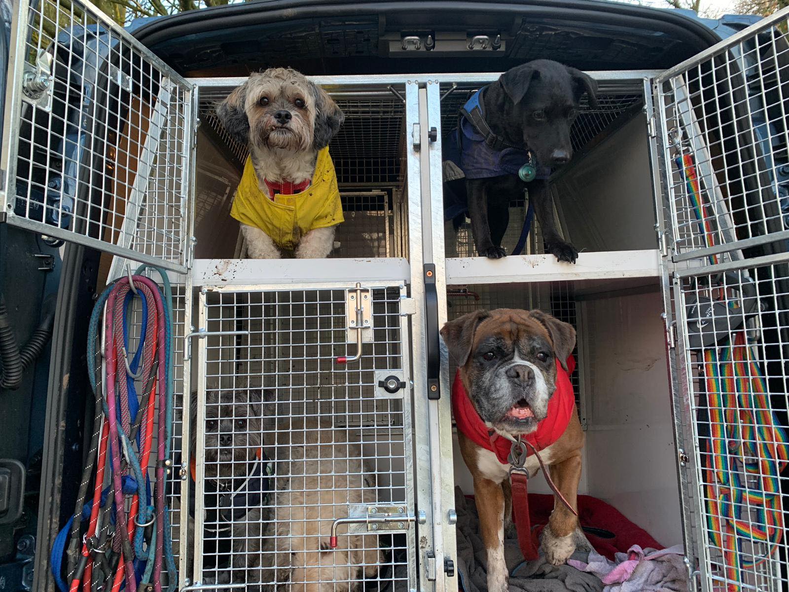 Picture of 4 dogs on Lintran website