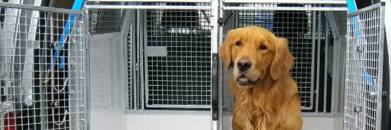 Picture of a dog with a Lintran custom dog box