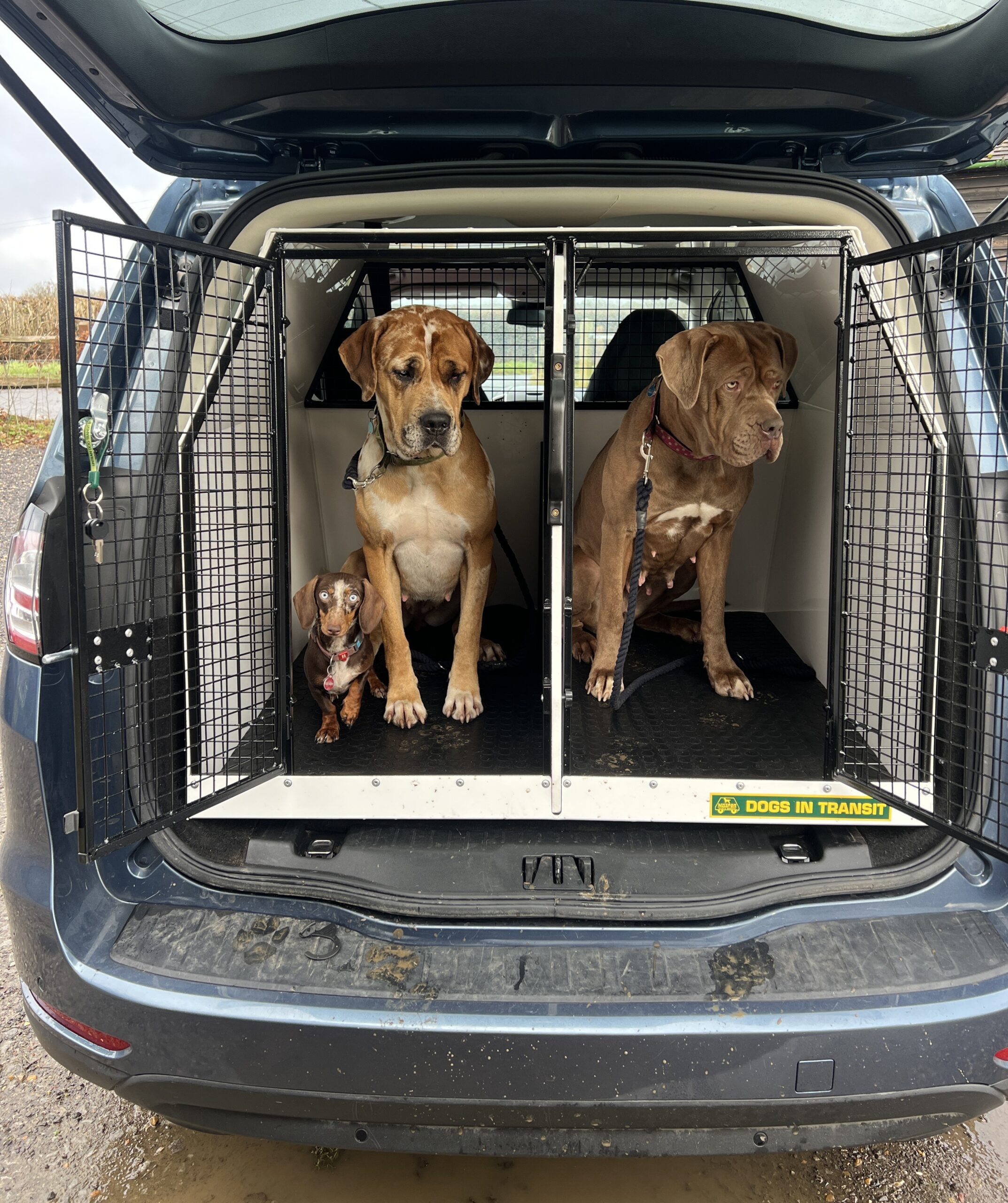 Custom Made Dog Transit Boxes | Perfect Fit & Safety | Lintran