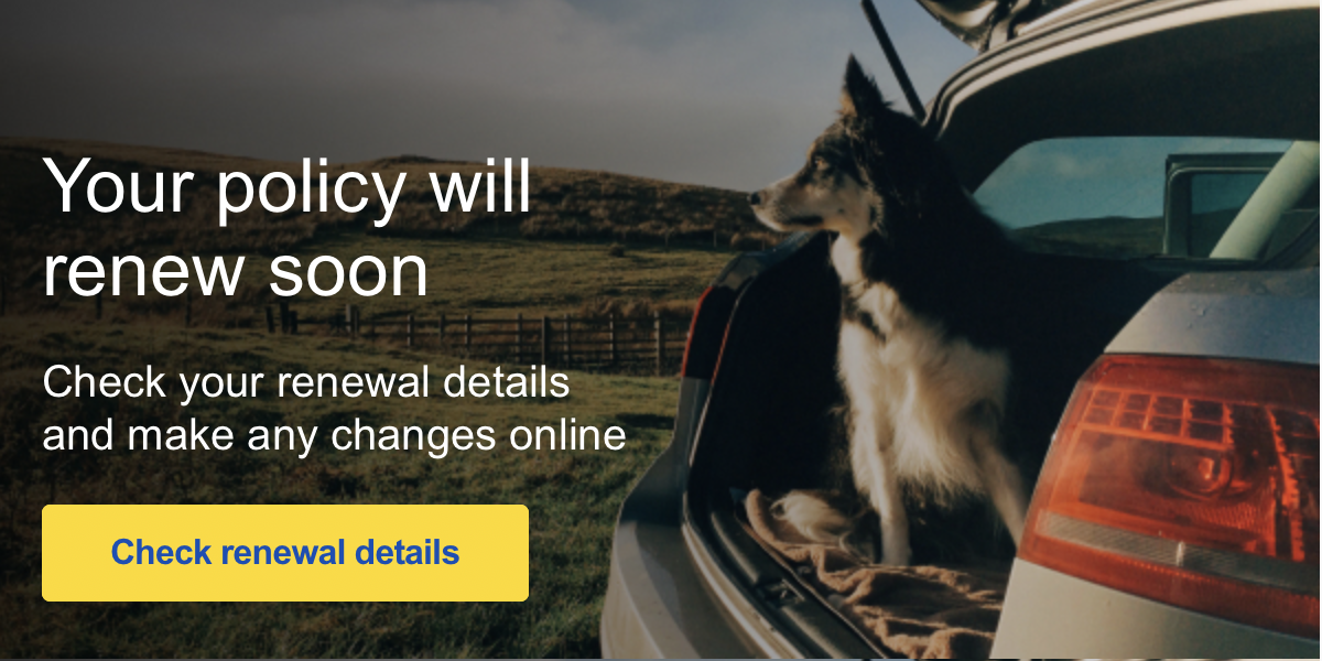 A message about insurance renewal, featuring a dog sat in the boot of a car.