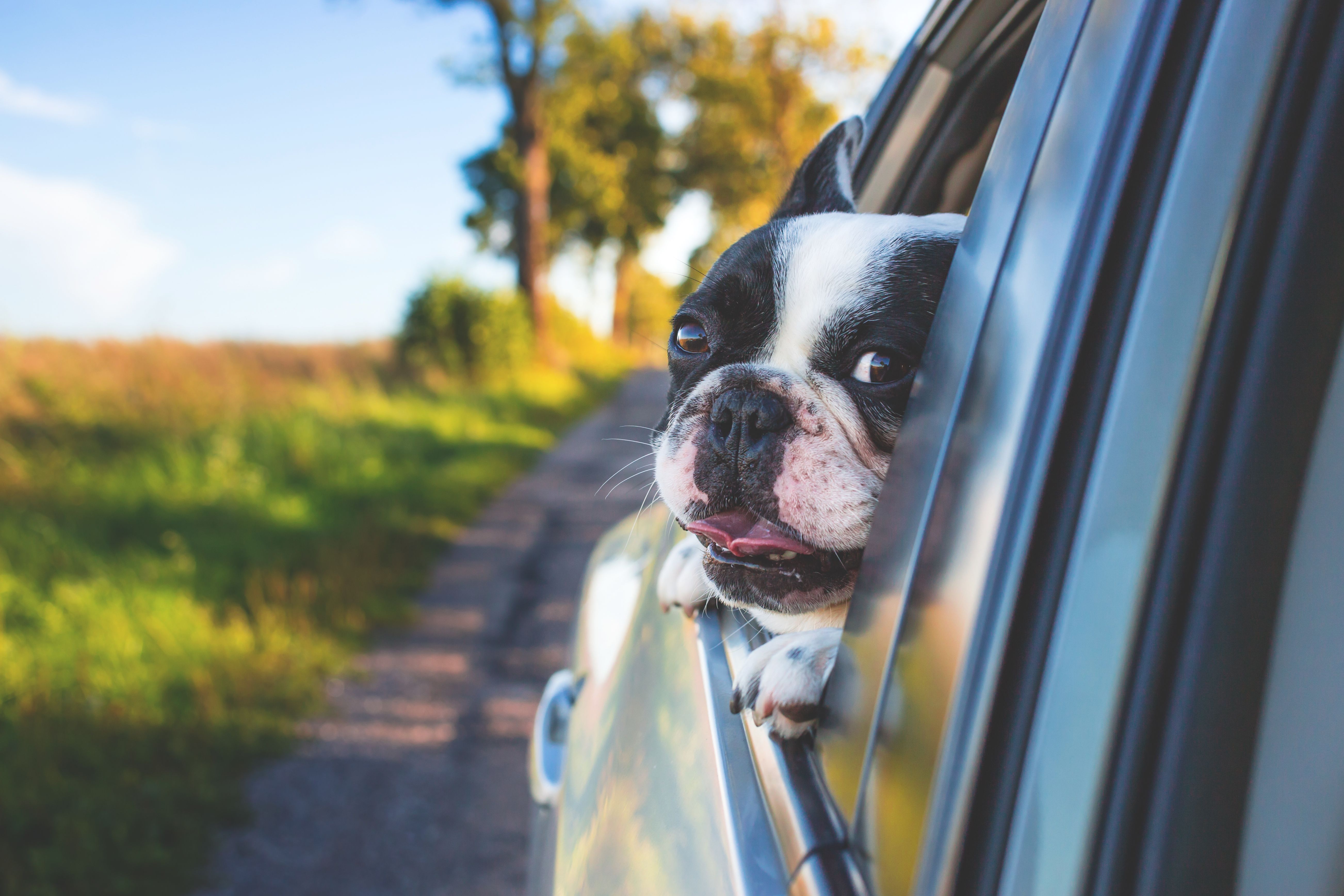 What does the law say about dogs travelling in vehicles?